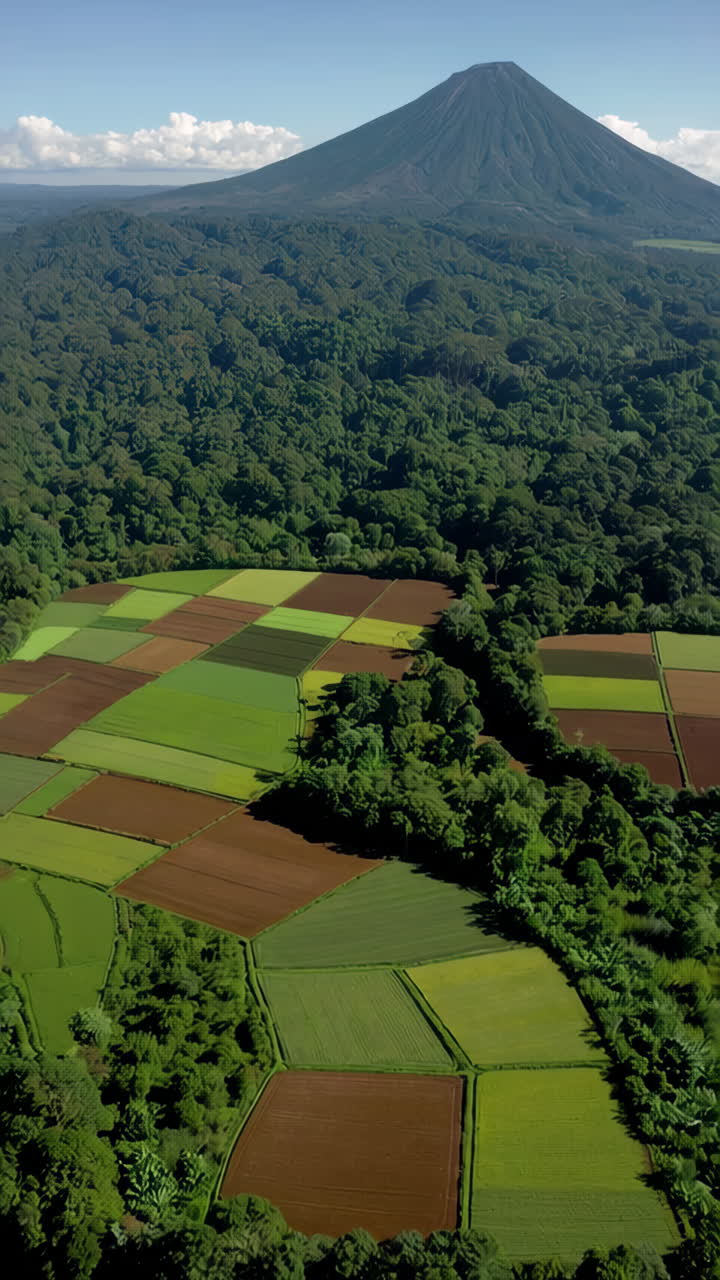 Coffee Plantation and Forest Landscape, Aerial View