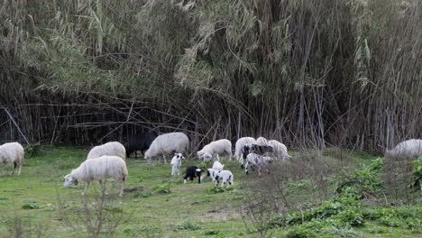 toma en cámara lenta de un enérgico y juguetón rebaño de corderos corriendo entre ovejas pastando en cerdeña, italia