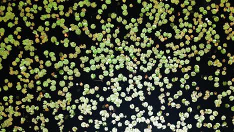 Top-down-aerial-view-of-water-lily-pond-against-dark-background,-Sunlight-falling-on-pond-water-surface