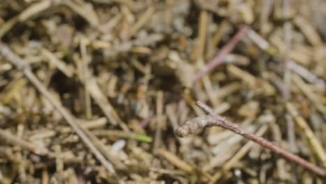 ants in a nest