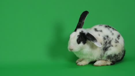 black and white spotted rabbit on green screen