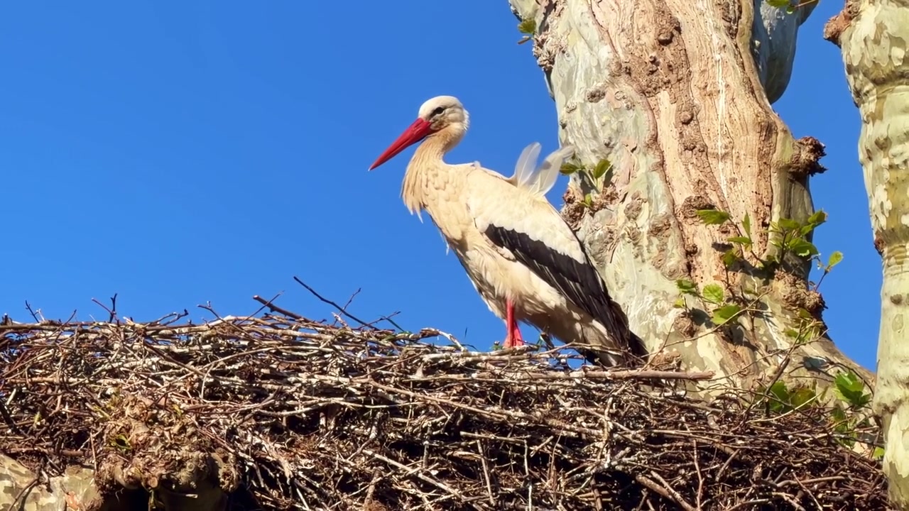 Närbild på en ensam vit stork som står i ett stort kvistbo högst upp i ett träd med klarblå himmel i bakgrunden