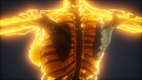 animación colorida del cuerpo humano que muestra huesos y órganos