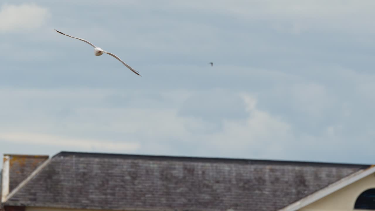 Seagull glides near lighthouse against overcast sky, smooth camera pan, soft natural daylight