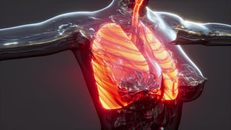 x-ray image of human lungs for a medical coronavirus covid-19 diagnosis