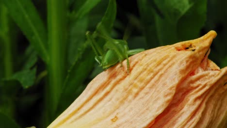 Back-View-Of-A-Common-Grasshopper-On-Dry-Flower-Petals-In-The-Wilderness