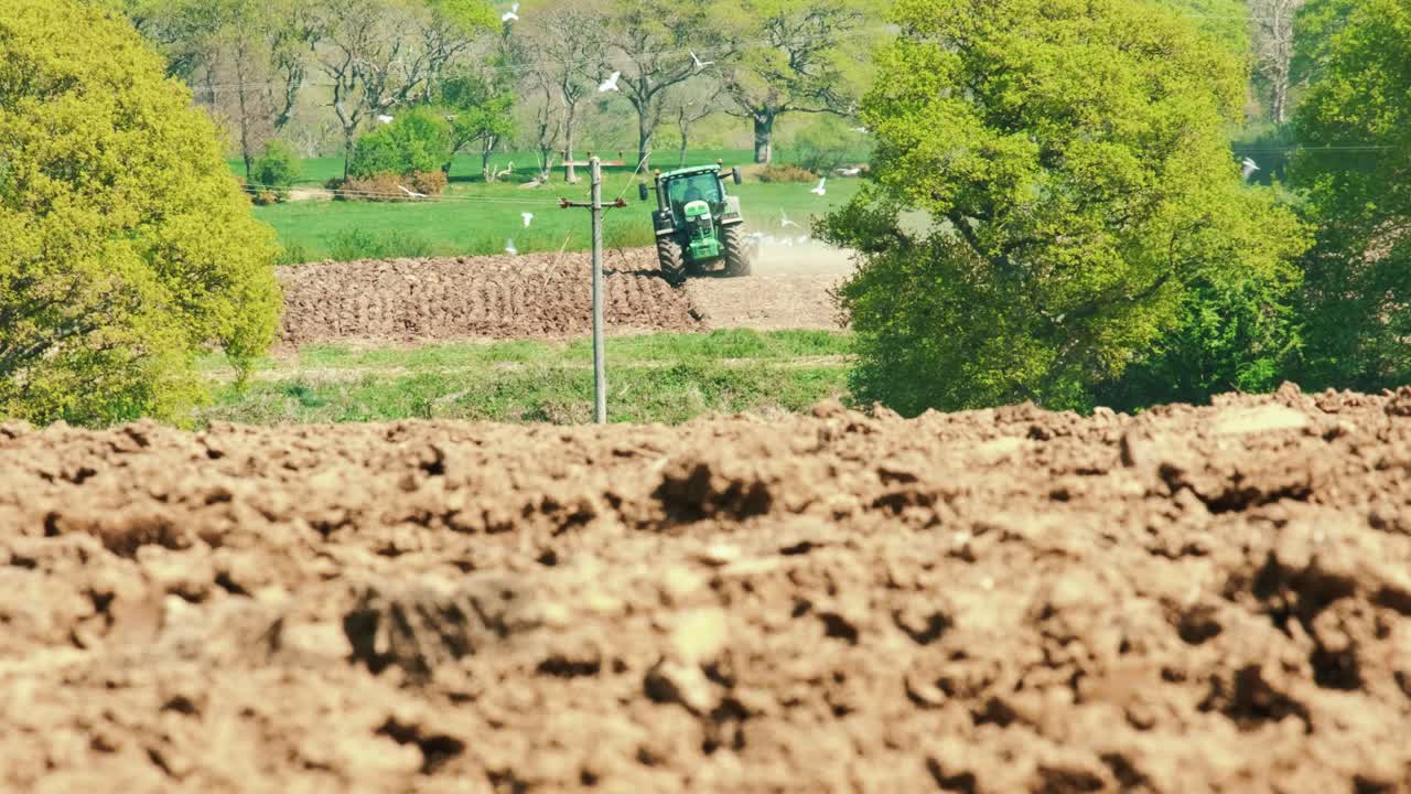 큰 흰색 새들이 트랙터를 돌고 있어 트랙터가 필드, 콘월, 영국, 영국을 통과합니다.