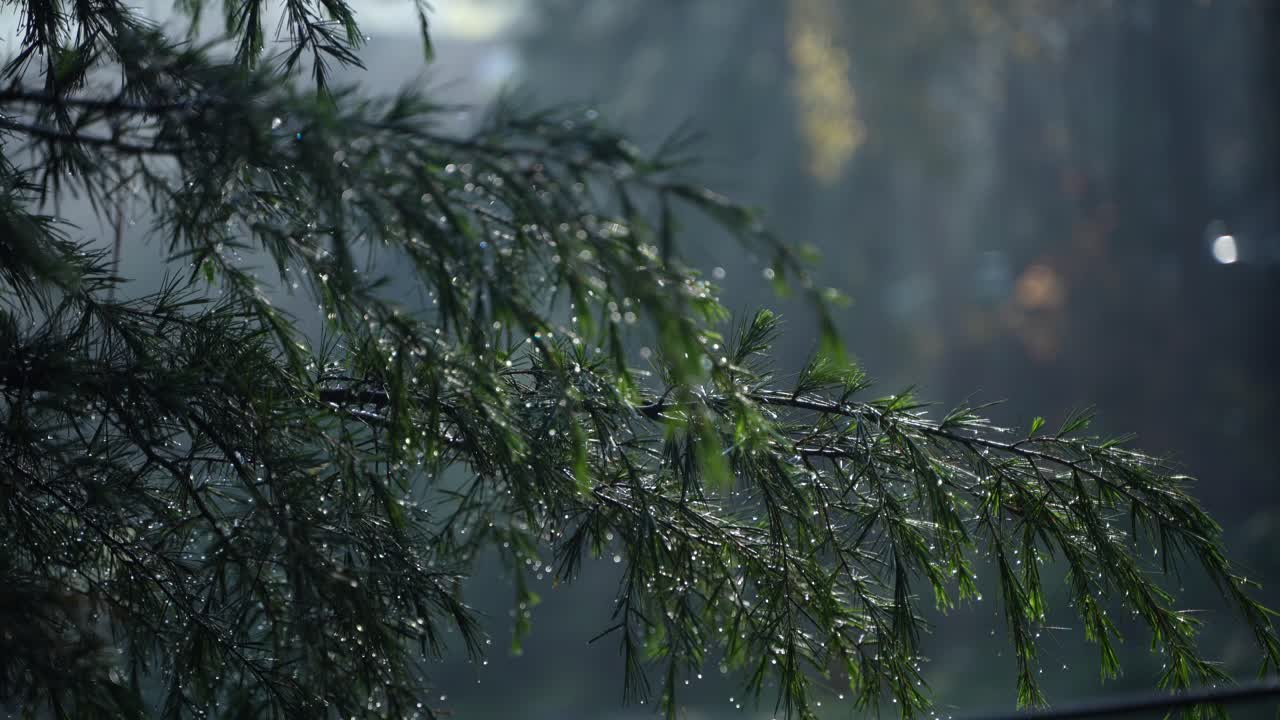 Rainwater trapped in pine tree leaves.