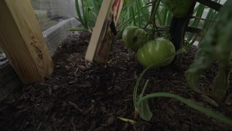 Rat-trap-snapping-in-the-garden.