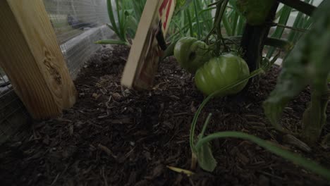 la trampa de ratas en el jardín.