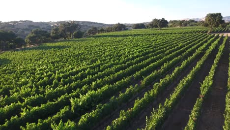 hermosa antena de viñedos en californias denominación de origen del valle de santa ynez en el país del vino 4