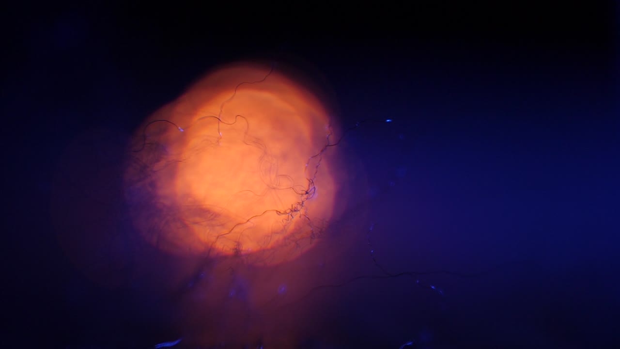 macro de lana de acero quemada de atrás hacia adelante sobre fondo azul