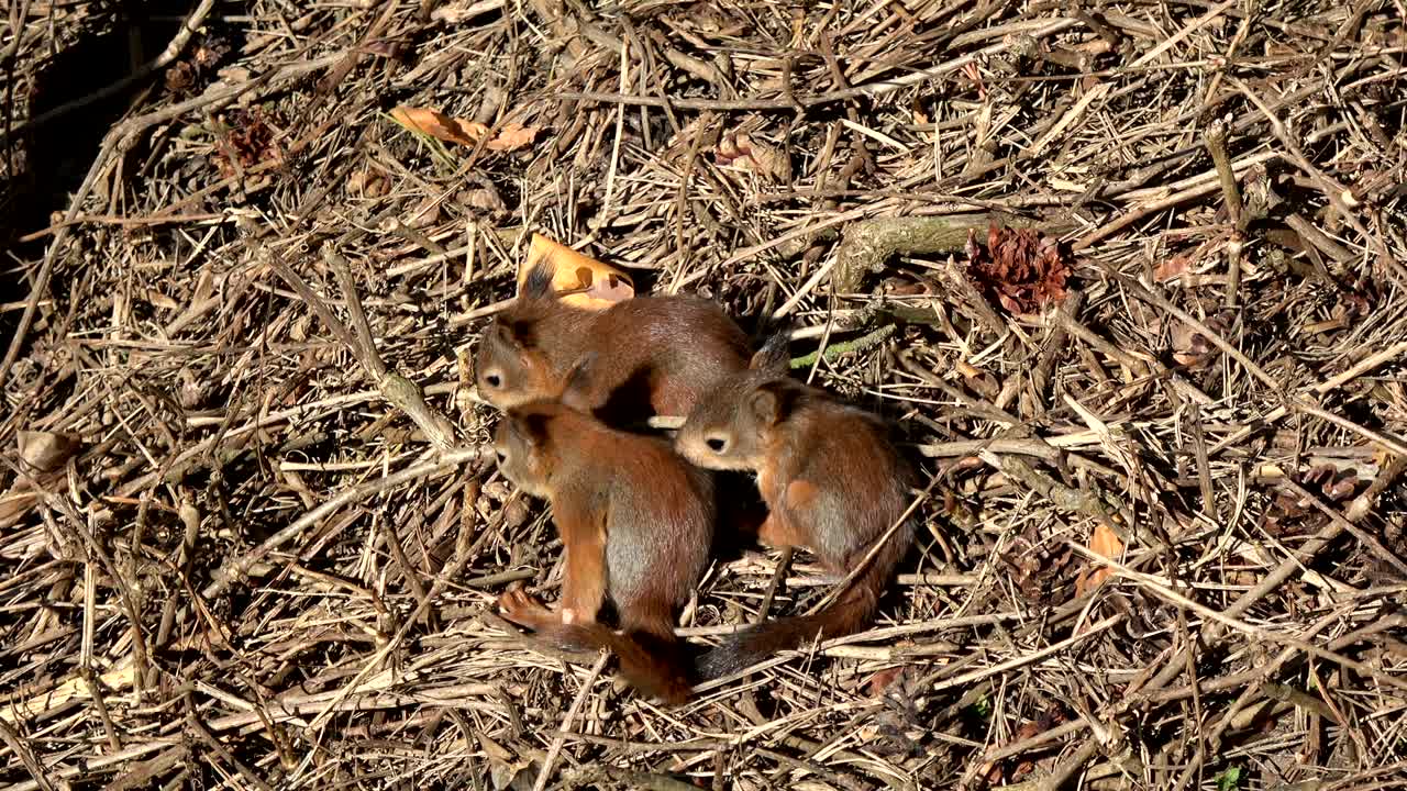 tres jóvenes y hermosas ardillas rojas en el parque