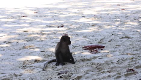 el mono se acerca e interactúa con los que van a la playa.