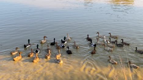 ducks swimming in muddy water on sunny day, handheld view