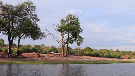 tracking shot as safari tour boat travels on the chobe river, botswana