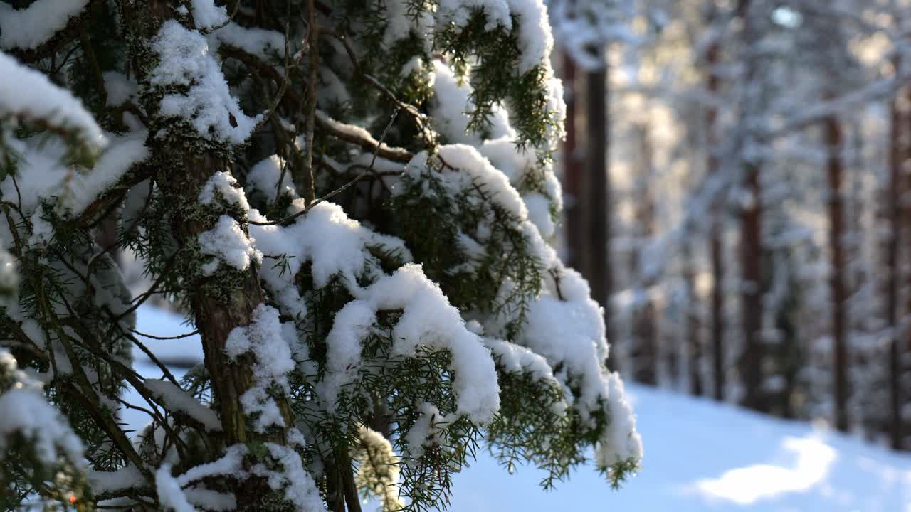 Nærbilde av snødekt grangren i vinterlig skoglandskap.