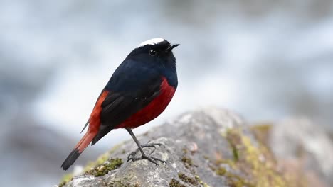 The-White-capped-Redstart-is-known-for-its-white-lovely-crown,-dark-blue-blackish-wings-and-brown-under-feathers-and-its-tail-starts-with-red