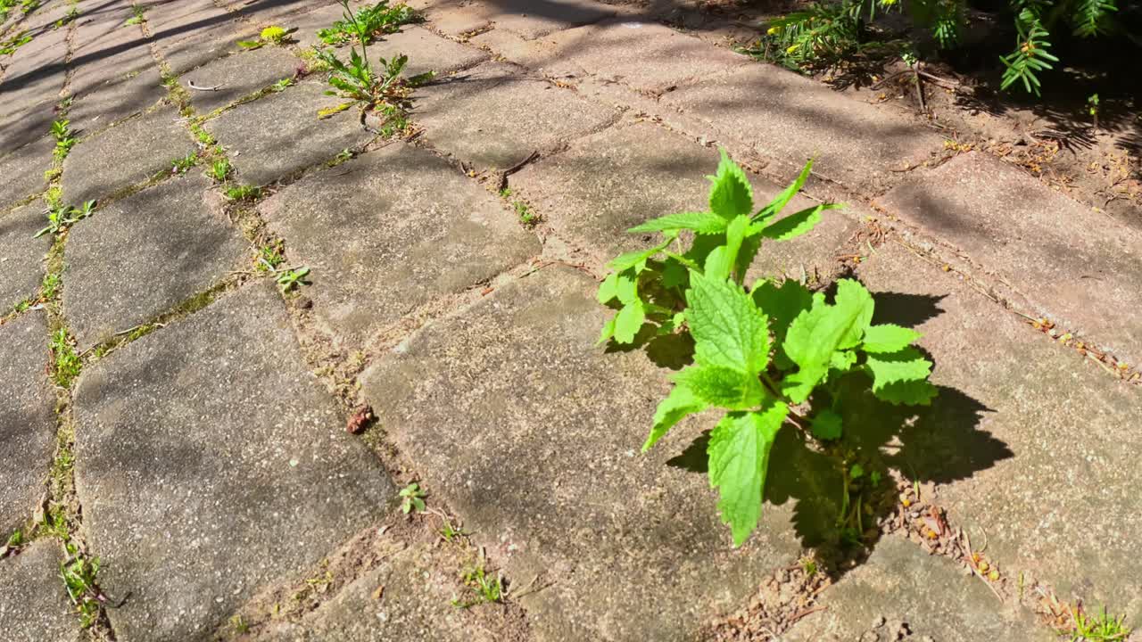 Close-up of overgrown grass emerging through aged brick pavement.