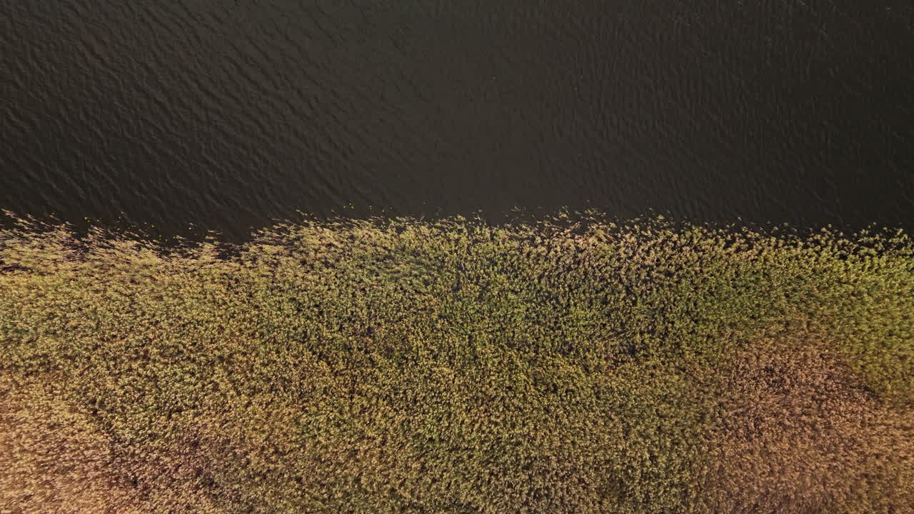 Aerial View of Riverbank with Reeds