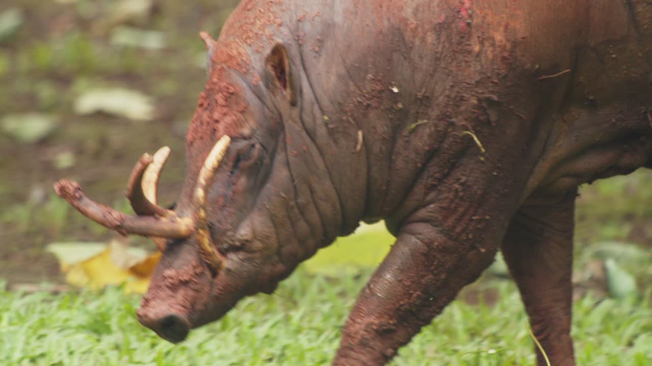 primer plano de babirusa macho, especies de animales asiáticos salvajes de la familia porcina en busca de comida en la pradera