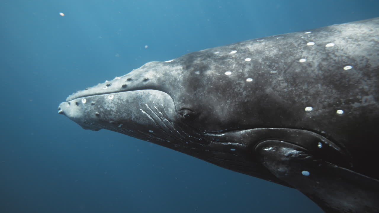Humpback whale eyes gaze and mouth line closed, clear underwater closeup as it spins to show underside ridges