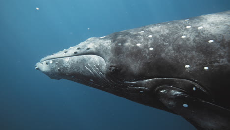 Humpback-whale-eyes-gaze-and-mouth-line-closed,-clear-underwater-closeup-as-it-spins-to-show-underside-ridges