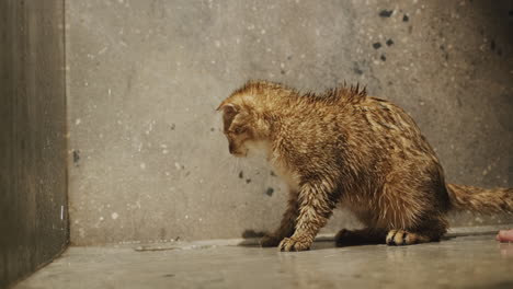 the red cat took a shower and shakes off the water from his fur