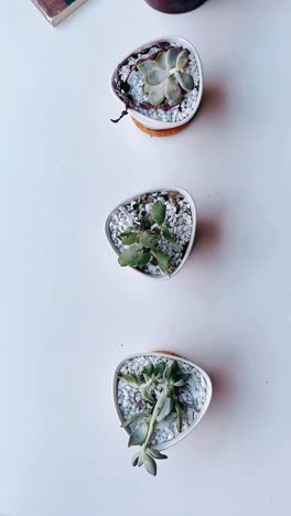 succulents in white pots