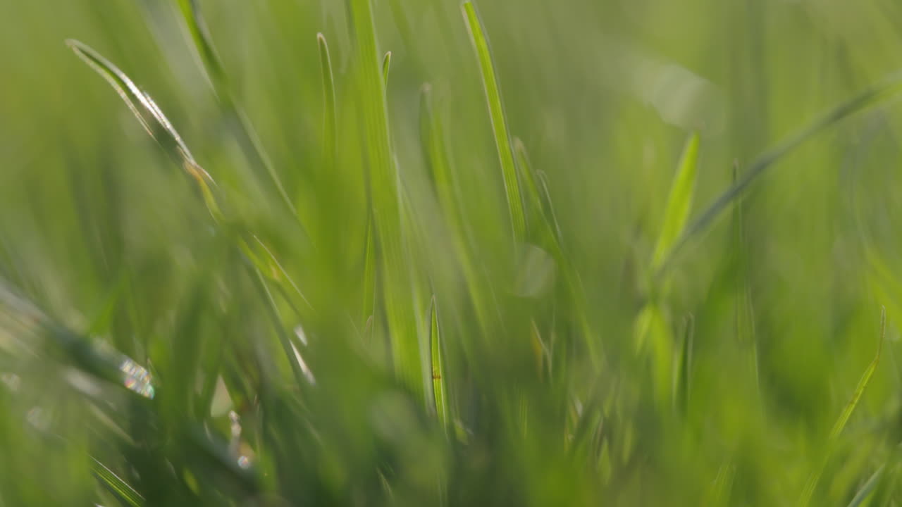 primer plano de la hierba