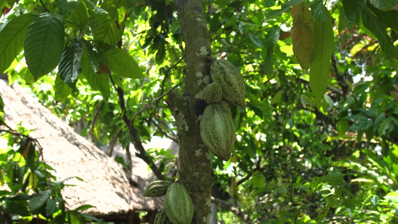 Pan shot of green unripe cocoa bean fruits on the tree branch in the jungle, Ubud, Bali, Indonesia
