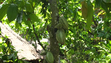 pan shot of green unripe cocoa bean fruits on the tree branch in the jungle, ubud, bali, indonesia