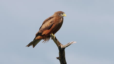 Resting-Yellow-billed-Kite-On-Windy-Day-In-Central-Kalahari-Game-Reserve,-Botswana