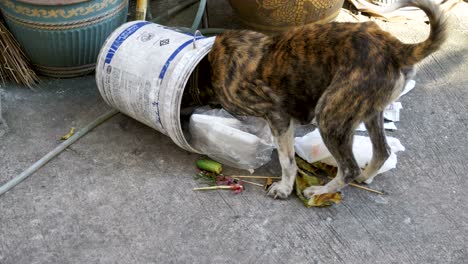 homeless, thin and hungry dog dig in a garbage can on the street. asia, thailand, pattaya