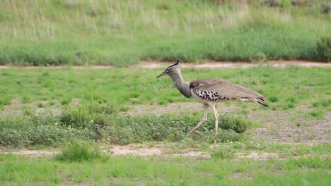 toma panorámica de una avutarda kori buscando comida mientras camina por la hierba verde del parque transfronterizo kgalagadi