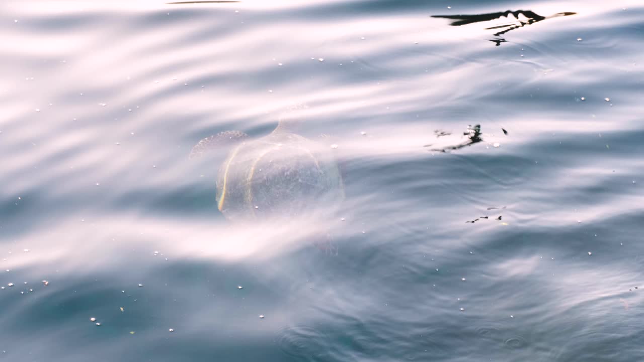 인도네시아 서파푸아의 라자암파트 (raja ampat) 에 있는 열대 섬에서 바물 표면에 올라오는 바다 거북이의 위에서 아래로 가까운 모습