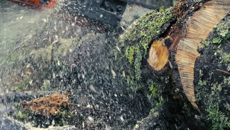 close up low angle footage of a person using a chainsaw to cut through a big piece of wood or timber log in slow motion in a damp autumn or winter forest in slow motion. saw dust and wood chips flying