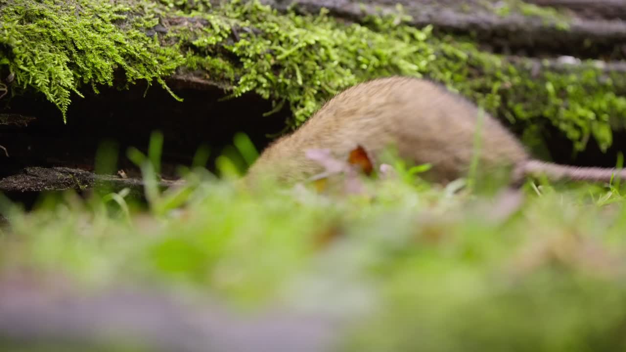 Rat climbs onto mossy log from puddle, slow and deliberate motion in soft natural forest light