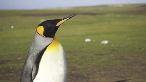 king penguin standing with raised head, displaying alert posture amid grassy landscape of falkland islands wildlife habitat