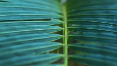 details and symmetry of a palm frond
