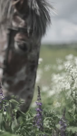 horse grazing in a meadow