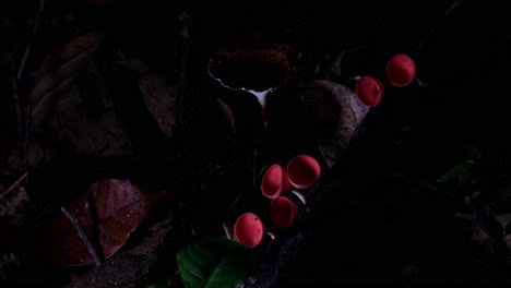 transition from dark to light revealing these red cup fungi or champagne mushroom in the dark of the forest, cookeina sulcipes, thailand