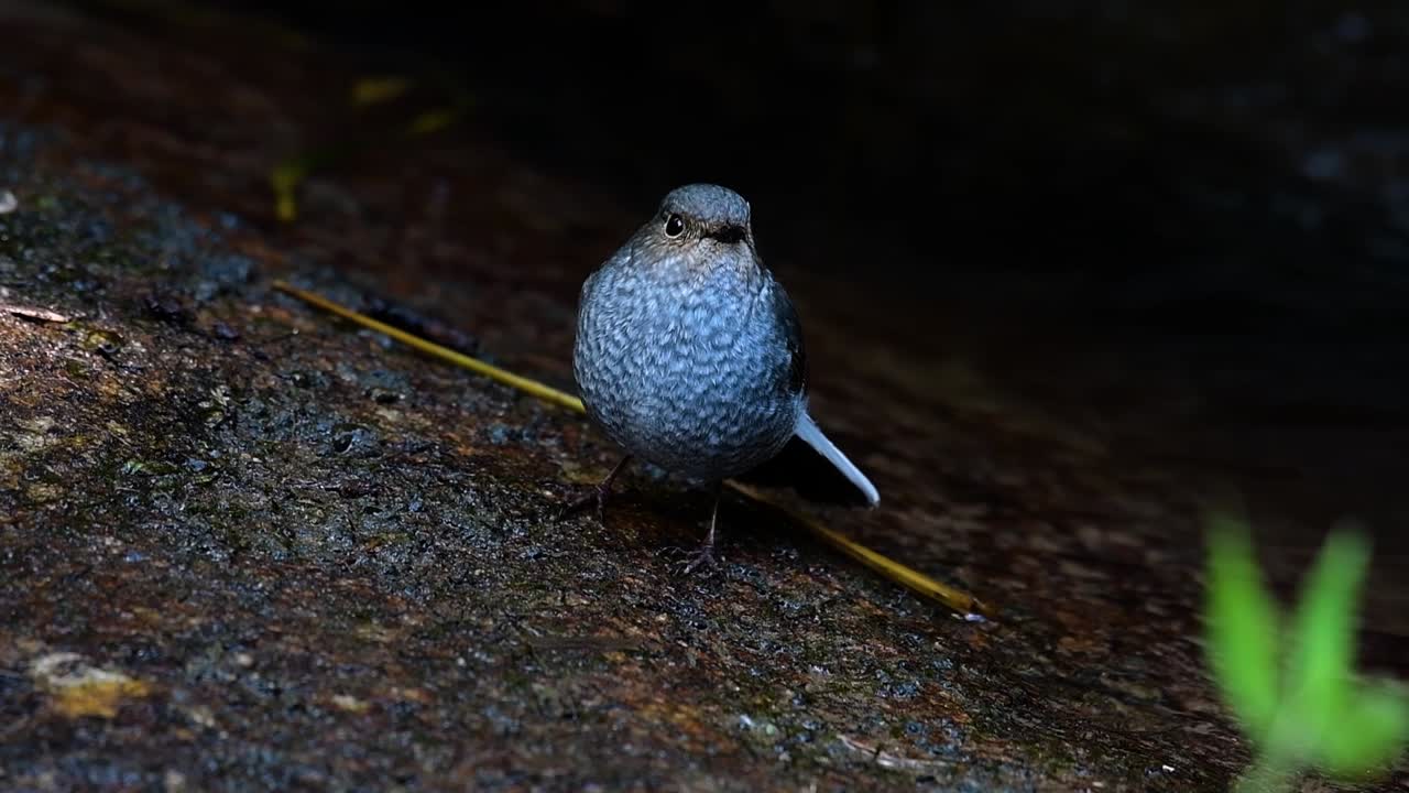 這隻雌雄的羽毛紅色不是像雄性一樣多彩的, 但肯定是像一個可愛鳥的球一樣毛茸茸的.