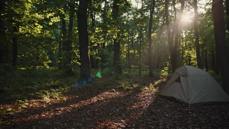 camping in the woods at sunrise