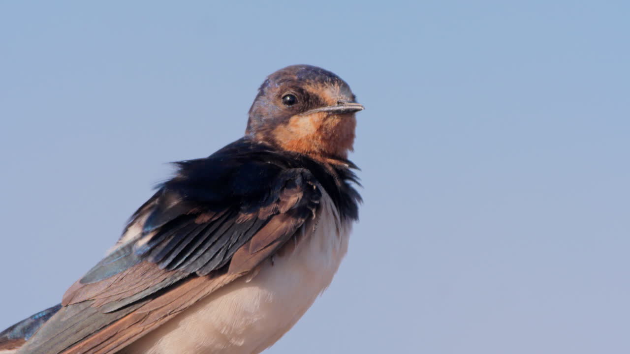 Inquadratura ampia di una rondine comune che si liscia le piume al mattino in Kenya.