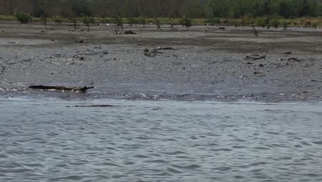 Crocodile-on-the-Tarcoles-river-bank-in-Costa-Rica