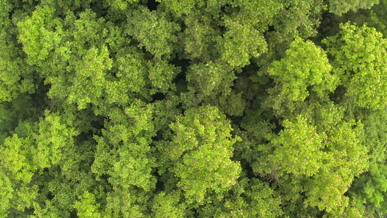 Cinematic scene top view of teak tree, flying above beautiful green forest in rainy day