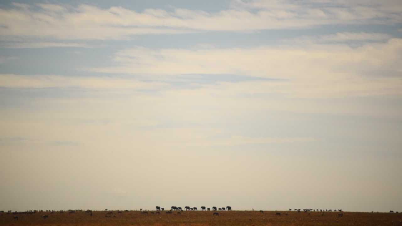 Herd of animals migration walking far on horizon. Serengeti savannah plains. Hand held shoot