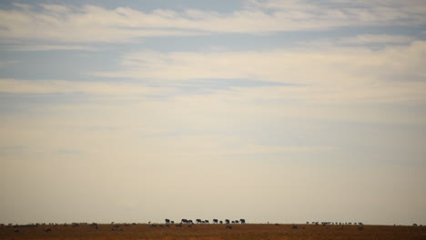 herd of animals migration walking far on horizon. serengeti savannah plains. hand held shoot
