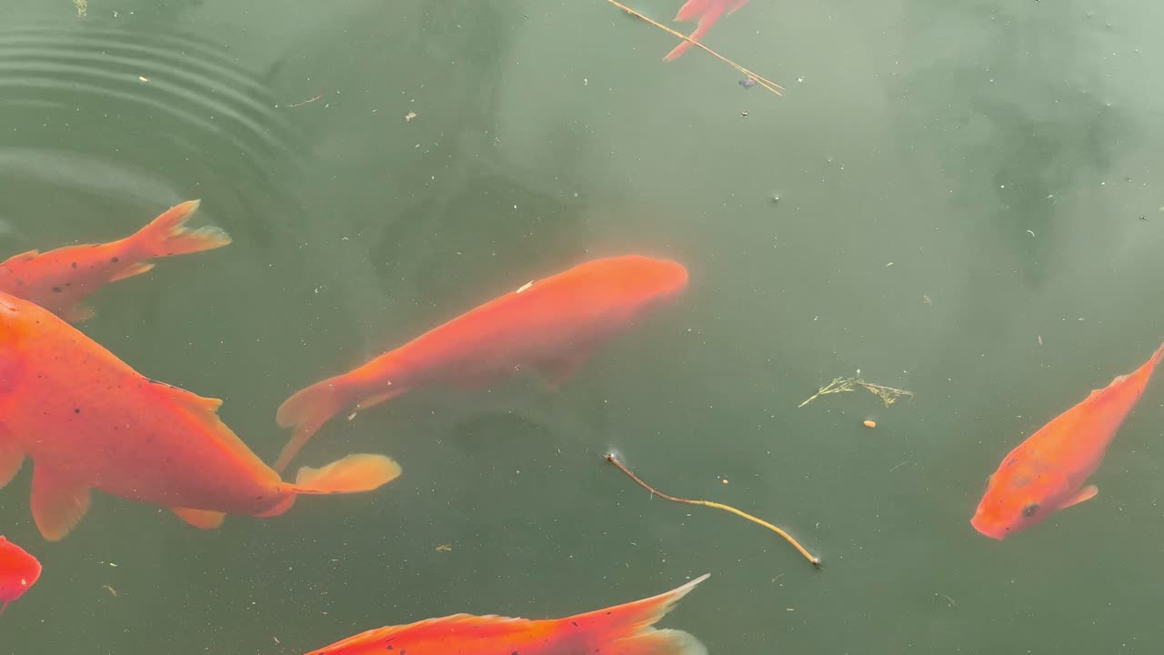 Top view of koi fish swimming in a pond with reflections of trees on the surface. Serene aquatic life and natural beauty captured in tranquil motion
